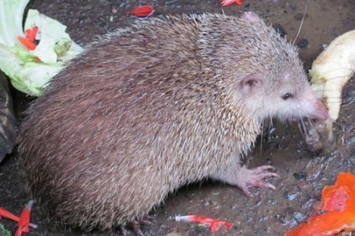 Chasse au tangue à La Réunion nouveau recours de One Voice, la Fédération des chasseurs contre-attaque