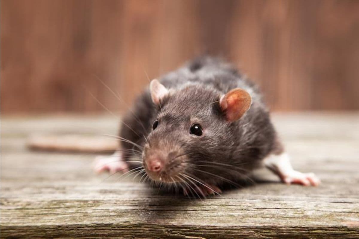 Forte recrudescence de leptospirose à La Réunion 58 cas confirmés, 1 décès