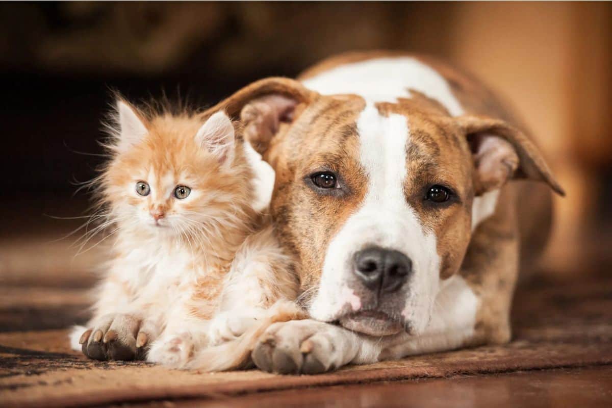 Taxe sur chiens et chats à La Réunion rumeur ou réalité en 2026 Les propriétaires réunionnais alertés !
