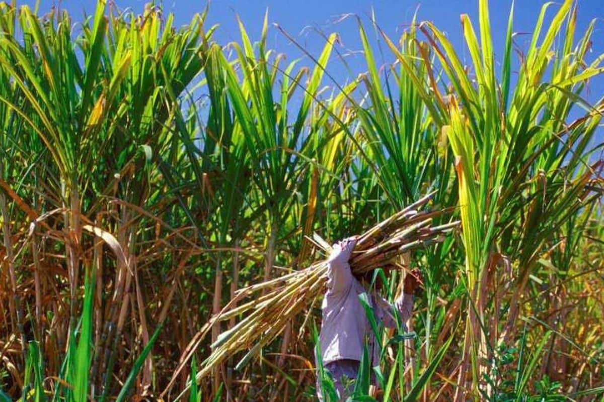 « Filière canne qui représente les planteurs à La Réunion après les élections 2026 »