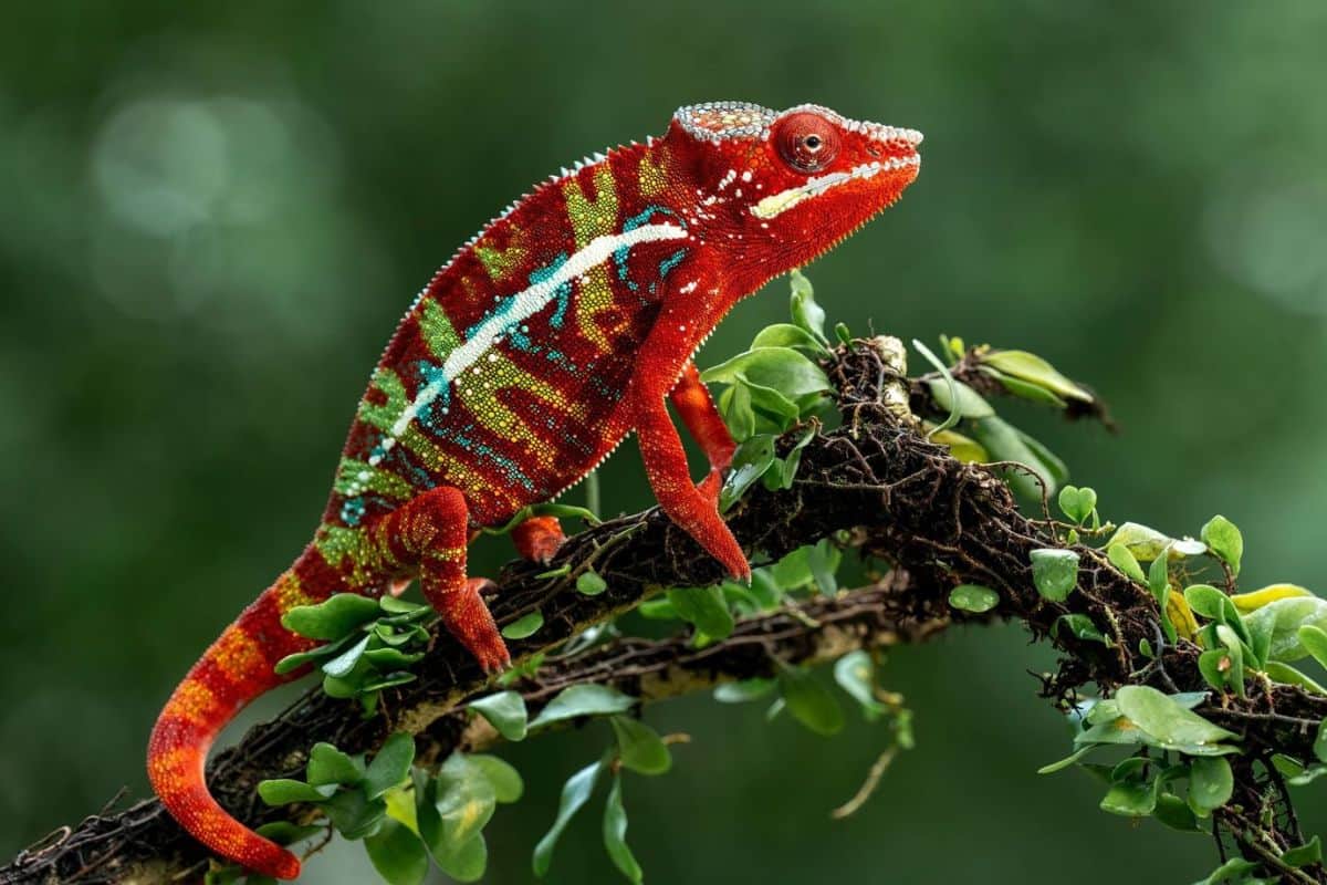 La Réunion, caméléon, nature, biodiversité, animaux, océan indien