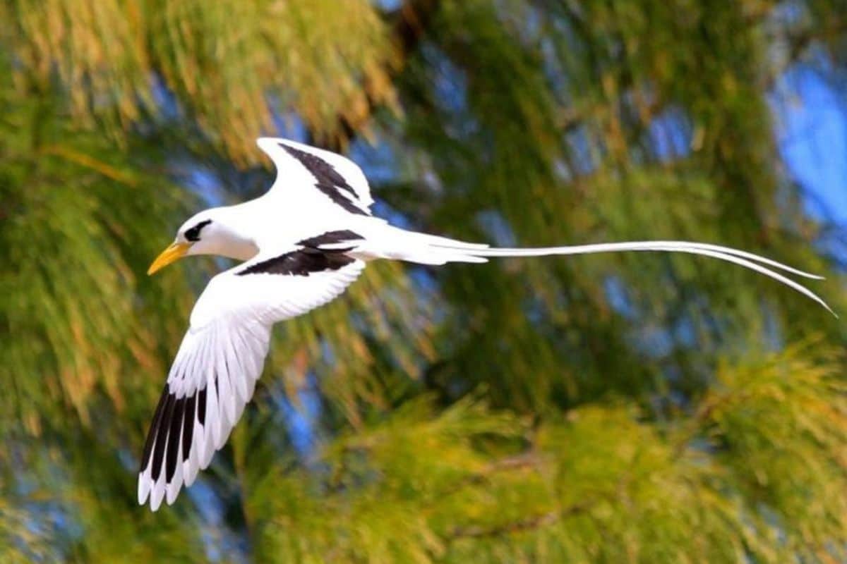 La Réunion, paille en queue, oiseau, nature, biodiversité, océan indien