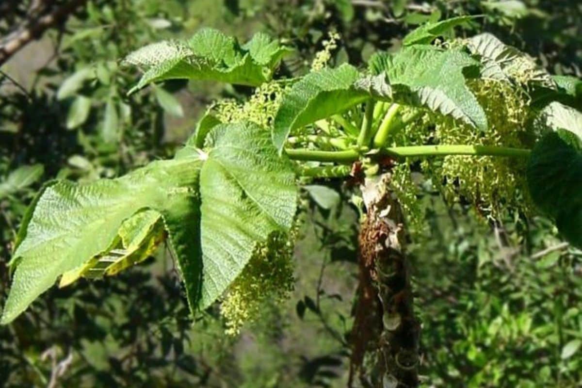 Bois d’Ortie cette plante réunionnaise aux vertus médicinales oubliées qui pourrait encore nous surprendre