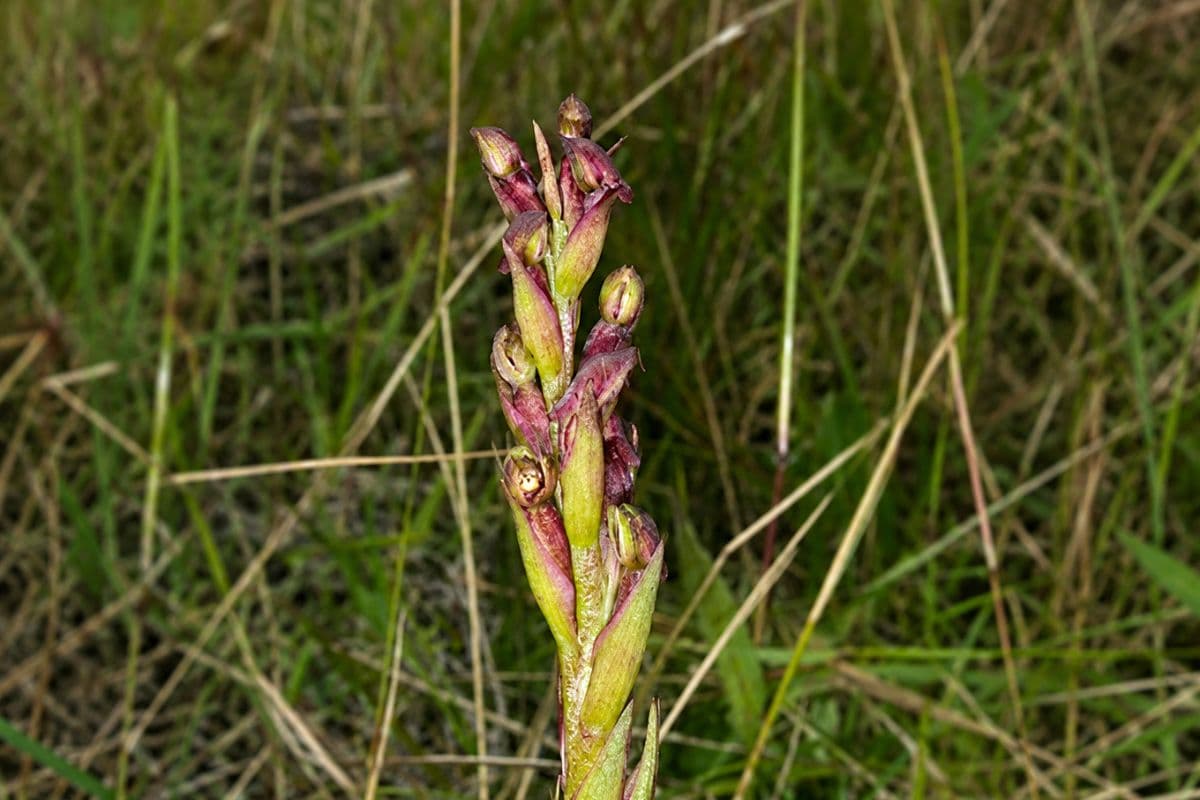 Disa borbonica la minuscule orchidée des sommets qui veille sur les Hauts de La Réunion
