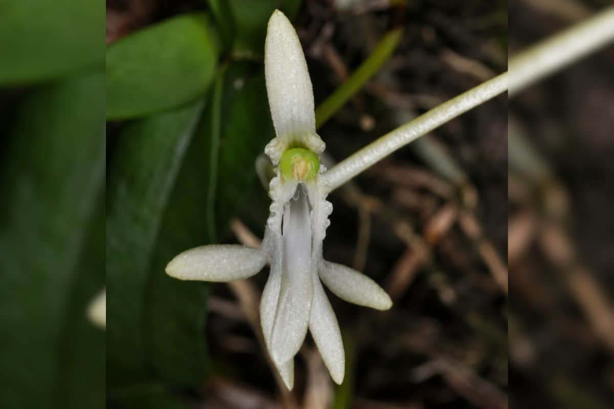Jumellea divaricata l’orchidée blanche des Hauts victime de la folie du “Faham”