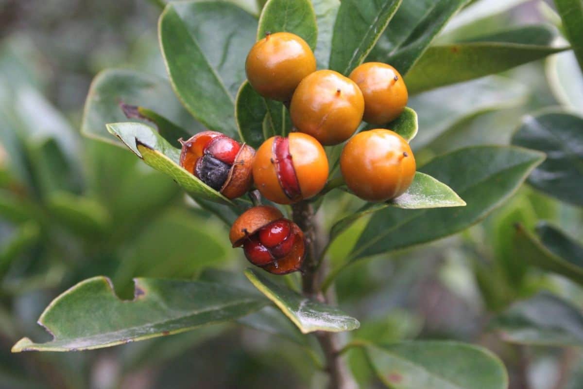 Le Bois de Joli Cœur le “nettoyeur naturel” venu des hauts de La Réunion