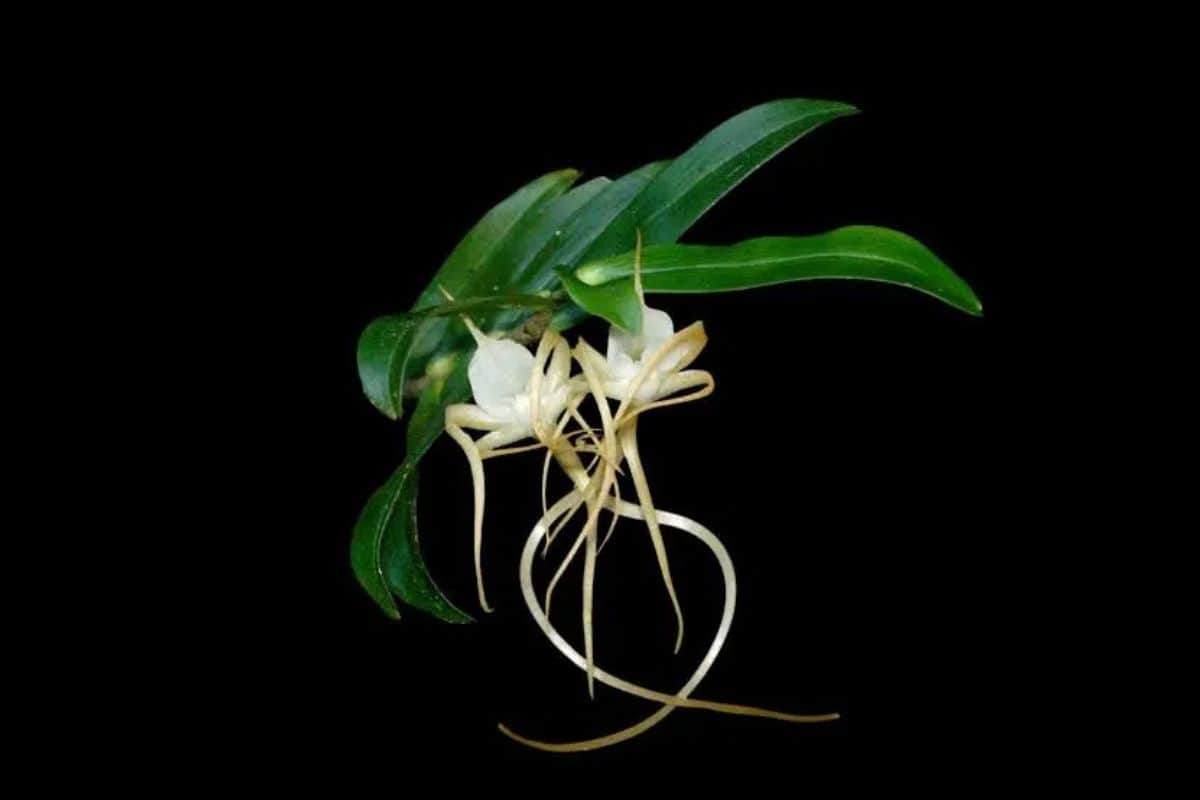 Orchidélirium la traque silencieuse du joyau le plus secret des Hauts de La Réunion