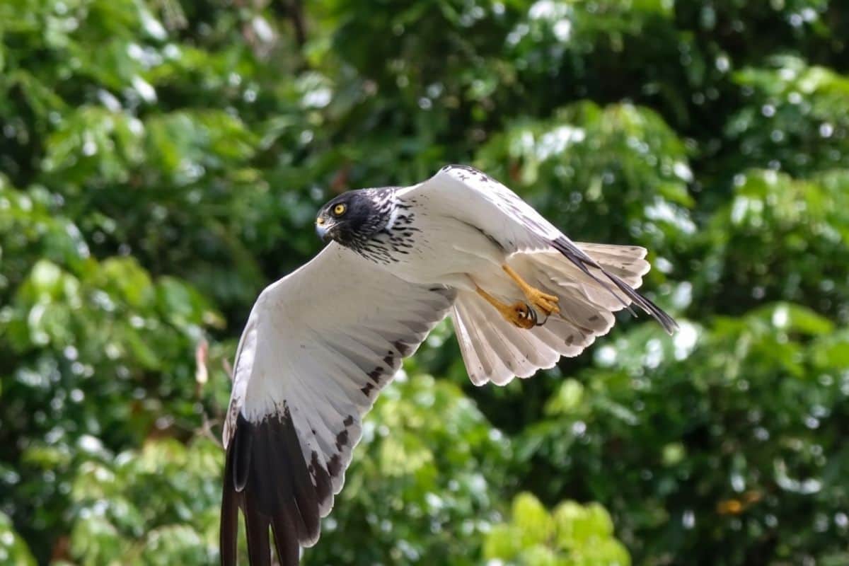 Papangue, busard de Maillard, La Réunion, rapace, biodiversité, environnement, hauts de La Réunion, nature, patrimoine naturel, faune réunionnaise