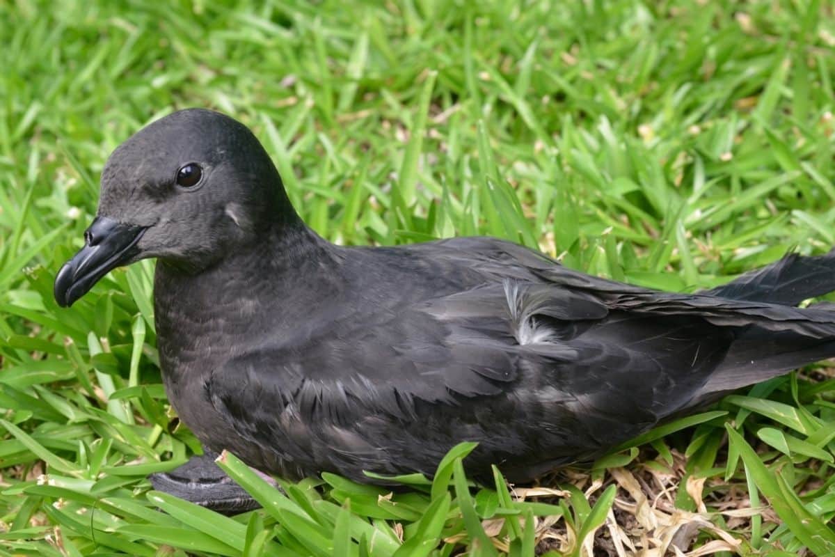 Pétrel noir de Bourbon, La Réunion, biodiversité, oiseaux marins, environne_20260520_165445_0000