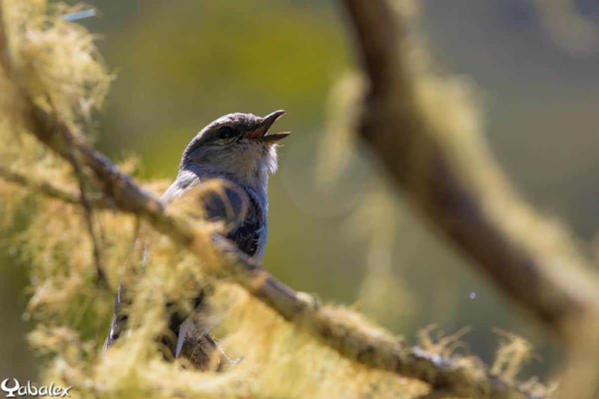Tuit-tuit, échenilleur de La Réunion, La Réunion, biodiversité, oiseau endémique, environnement, Roche Écrite, patrimoine naturel, nature, faune réunionnaise