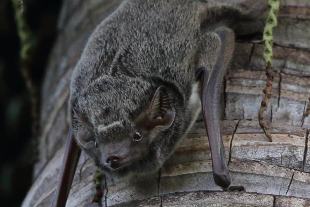 Chauve-souris, Taphien de Maurice, La Réunion, biodiversité, faune réunionnaise, nature, environnement, mammifère, patrimoine naturel, espèce protégée