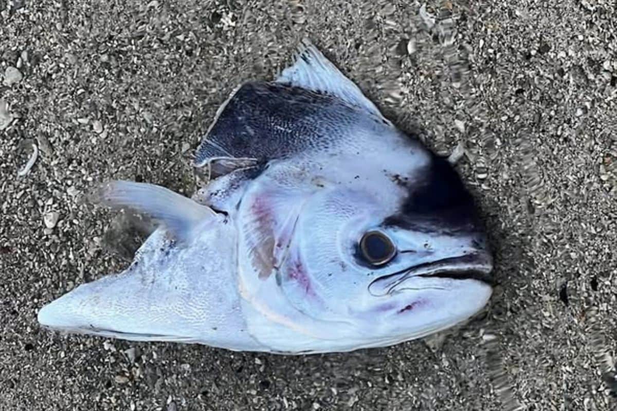 Déchets de poissons dans le lagon de l'Hermitage une découverte qui inquiète les usagers