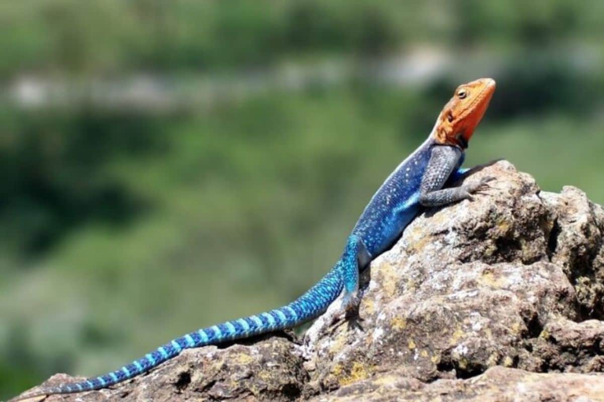Menace sur la biodiversité Faut-il éradiquer l'Agame des colons à La Réunion