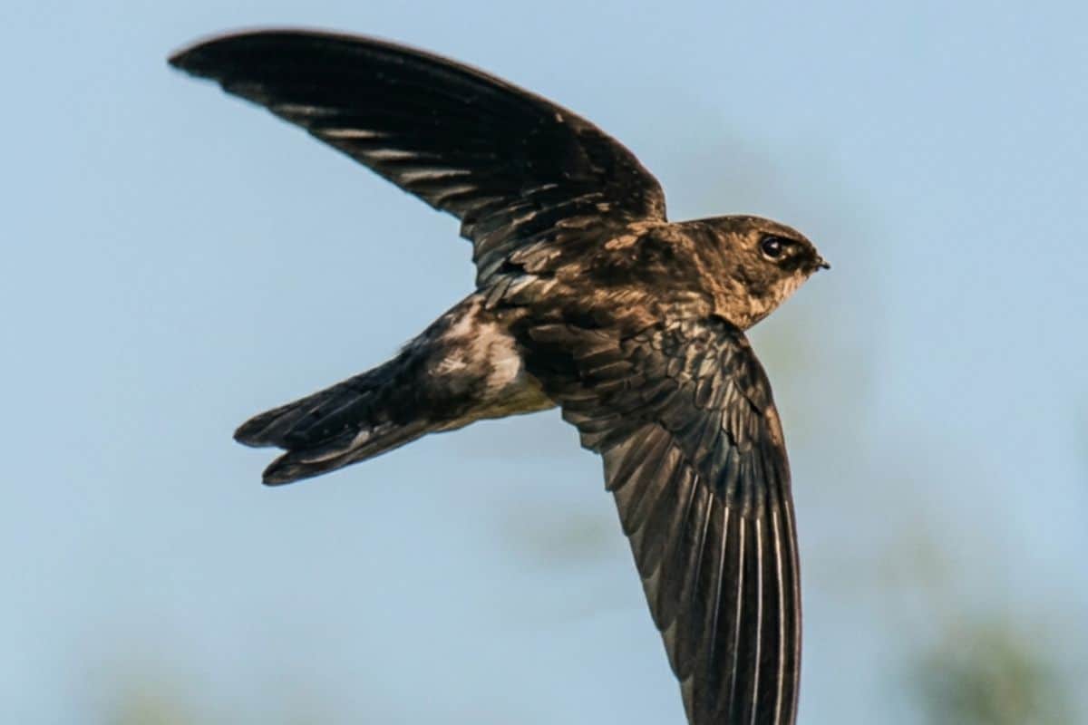 Salangane des Mascareignes, La Réunion, oiseau, biodiversité, faune réunionnaise, nature, patrimoine naturel, falaises, espèce locale, environnement
