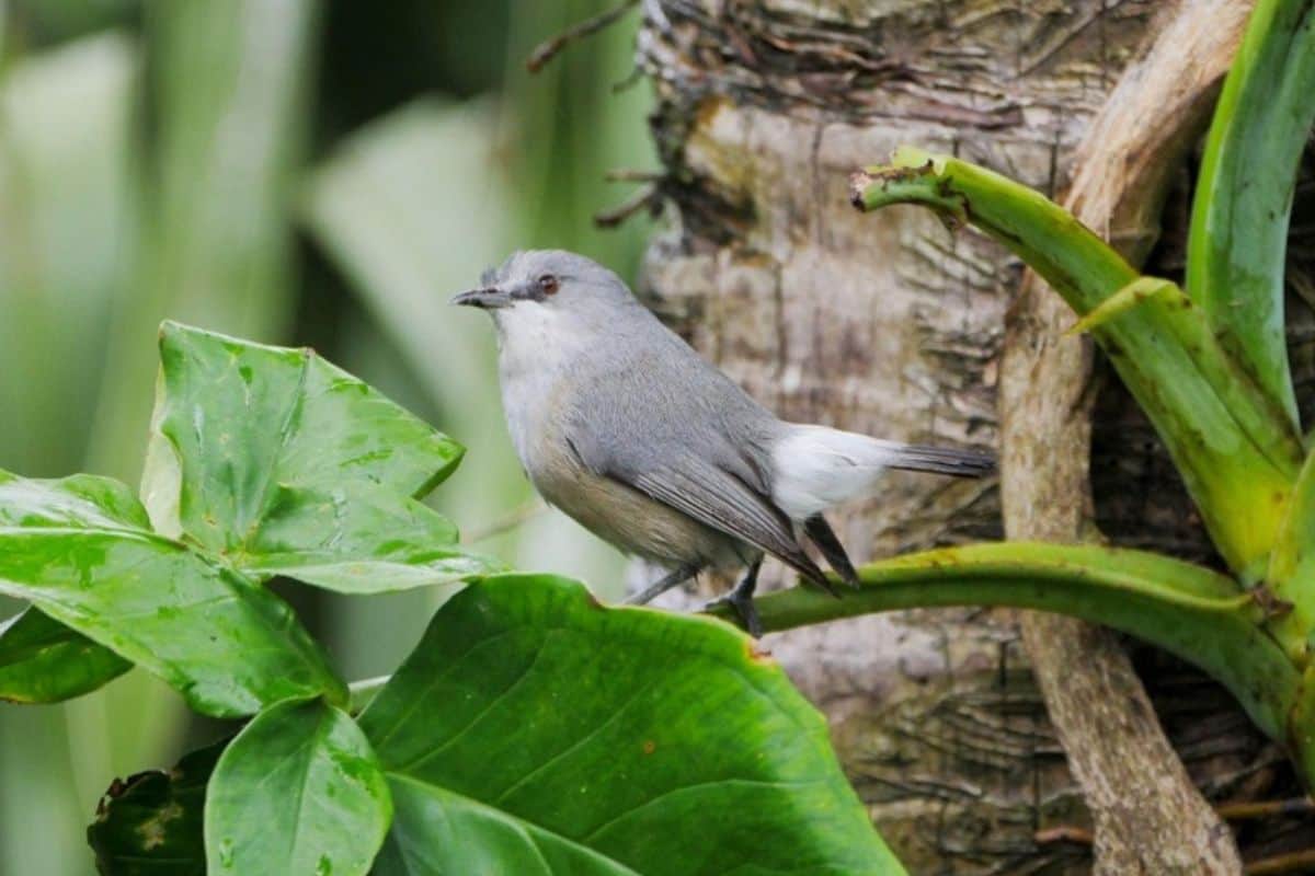 Zoizo blanc, La Réunion, oiseau, biodiversité, faune réunionnaise, nature, espèce locale, patrimoine naturel, environnement, jardin