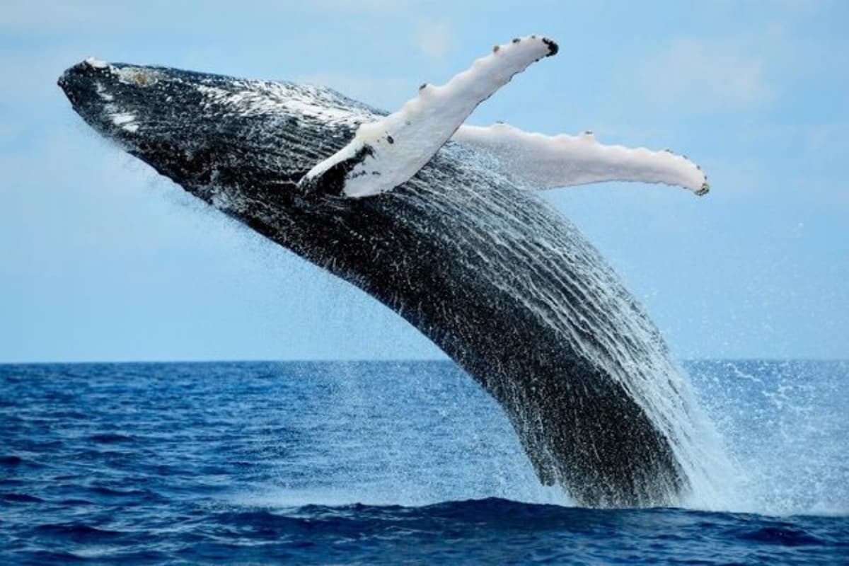 Baleines, La Réunion, Océan Indien, Biodiversité, Globice, Environnement
