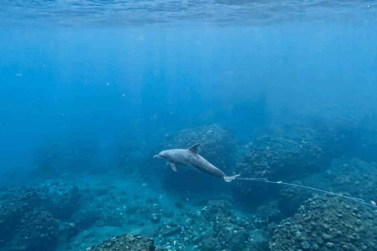 Dauphin, Souffleur, Faune marine, Pêche, Déchets marins, GLOBICE, Environnement, La Réunion